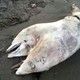 Illustration for article titled Two-Headed Dolphin Washes Ashore In Turkey, Current Whereabouts Unknown